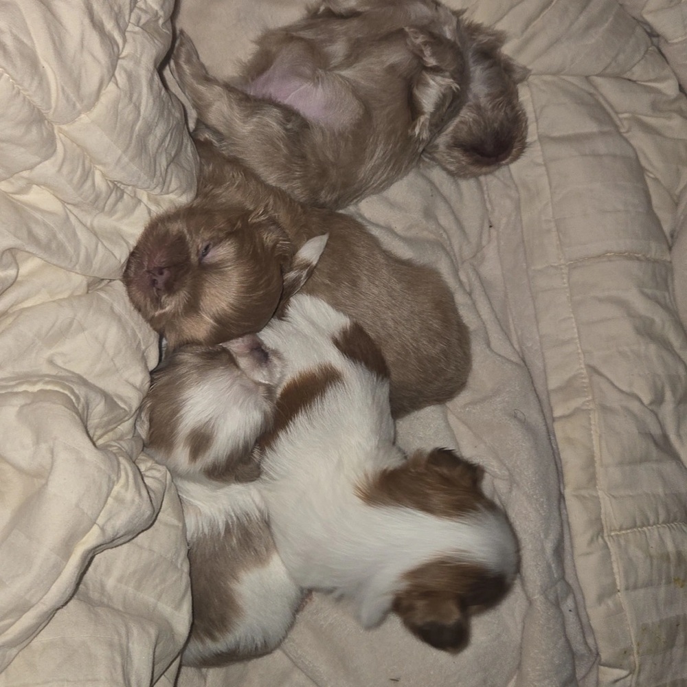 DOONEY TIME - Picture 4 of 11